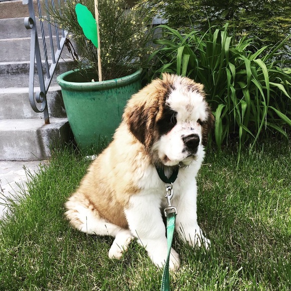 Meet your Posher, Lannie - Picture 3 of 7